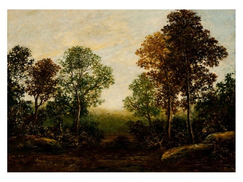 Ruhige waldlandschaft - ruhige,
