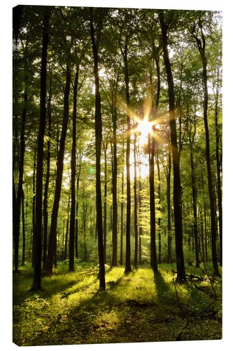 Leinwandbild wald - leinwandbild,