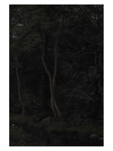 Dunkler wald - dunkler,