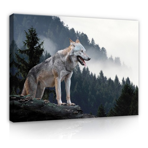 Wolf tiere wald - wolf,
