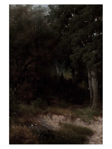 Dunkler wald - dunkler,