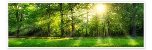 Poster wald panorama mit - poster,