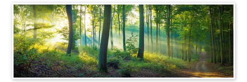 Poster wald panorama martin - -,