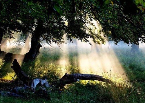 Mystischer wald sonnenaufgang - mystischer,