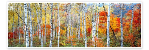 Poster birkenwald herbst - birkenwald, im