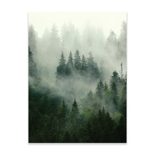 Poster wald nebel 30x40 - nebel, /