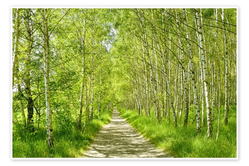 Poster waldweg birkenwald - poster,