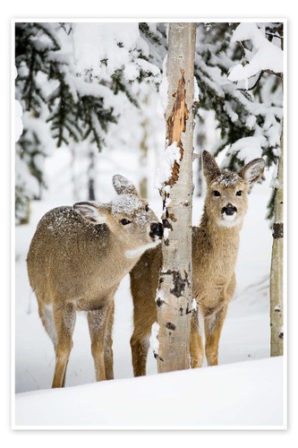 Poster rehe winterwald - im,