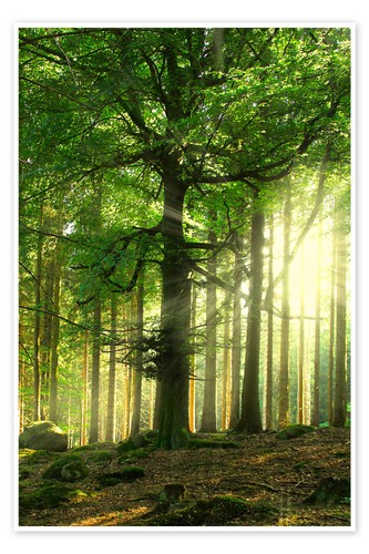 Poster licht wald nadine - im,