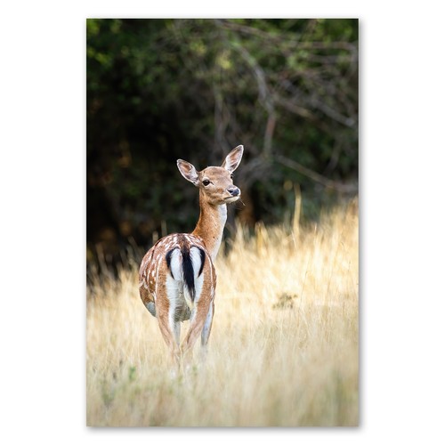 Postereck 3661 poster leinwand - poster,