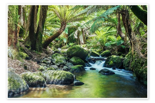 Poster regenwald tasmanien - regenwald, in