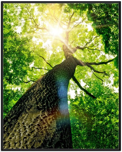 Wallario premium poster plakat - wallario,