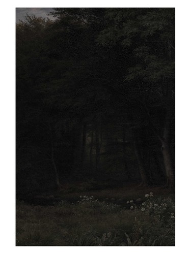 Dunkler wald - dunkler,