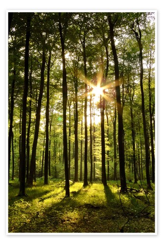 Poster wald sonnenuntergang - poster,