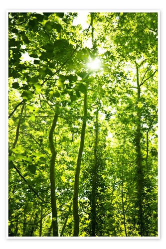 Poster grüner wald - grüner,