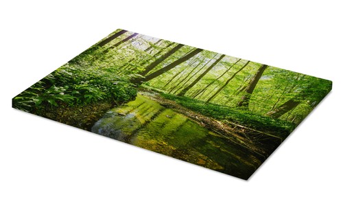 Leinwandbild frischer grüner - leinwandbild,