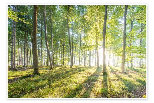 Poster wald bei - bei, sonnenaufgang