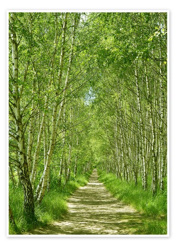 Poster waldweg birkenwald i - im,